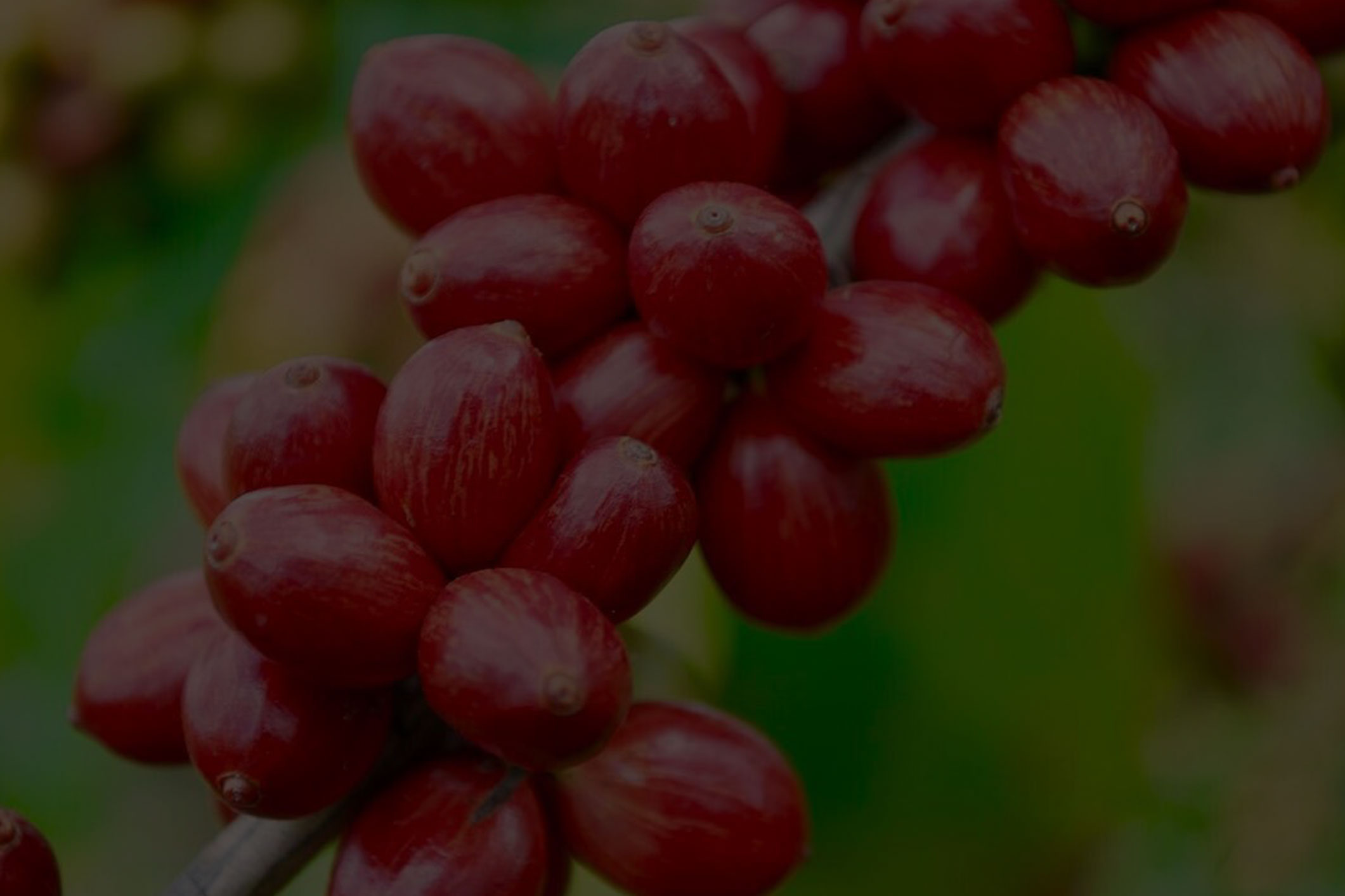 Café especial: produtores de conilon e robusta podem se associar à BSCA